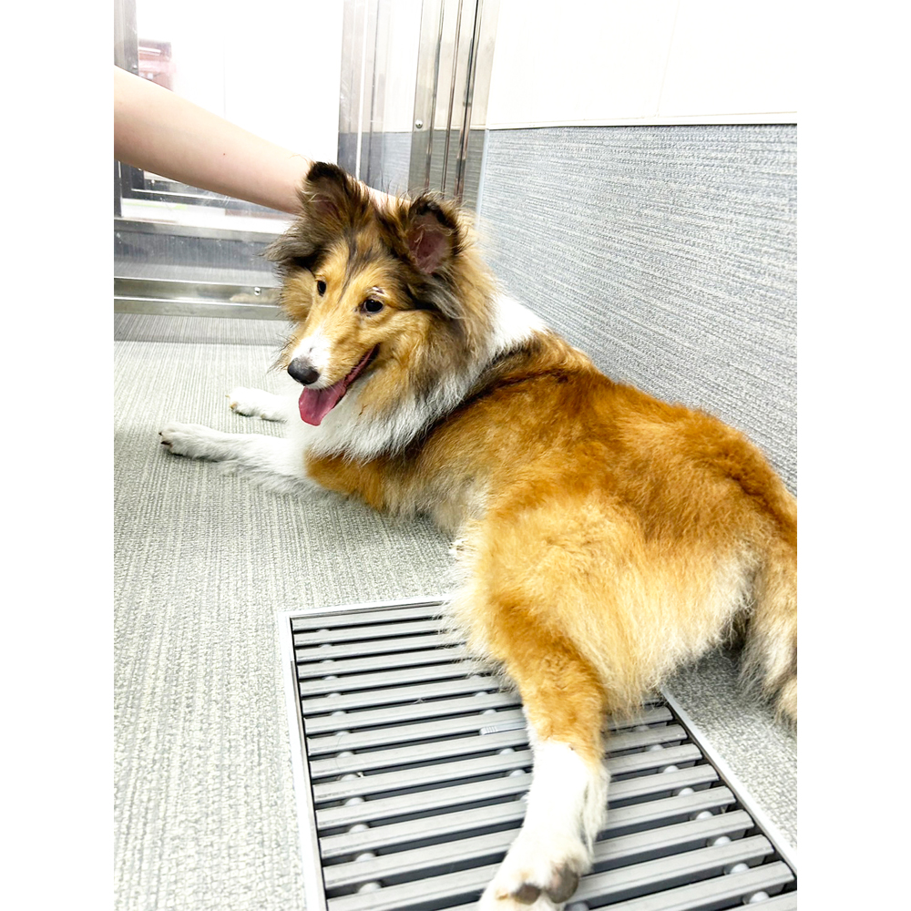 生徒が撮影したモデル犬の写真♪②